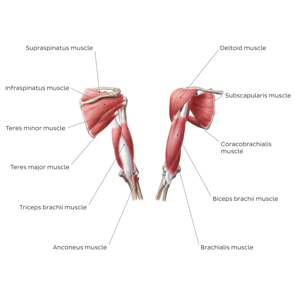 Diagram of the muscles of the arm and shoulder