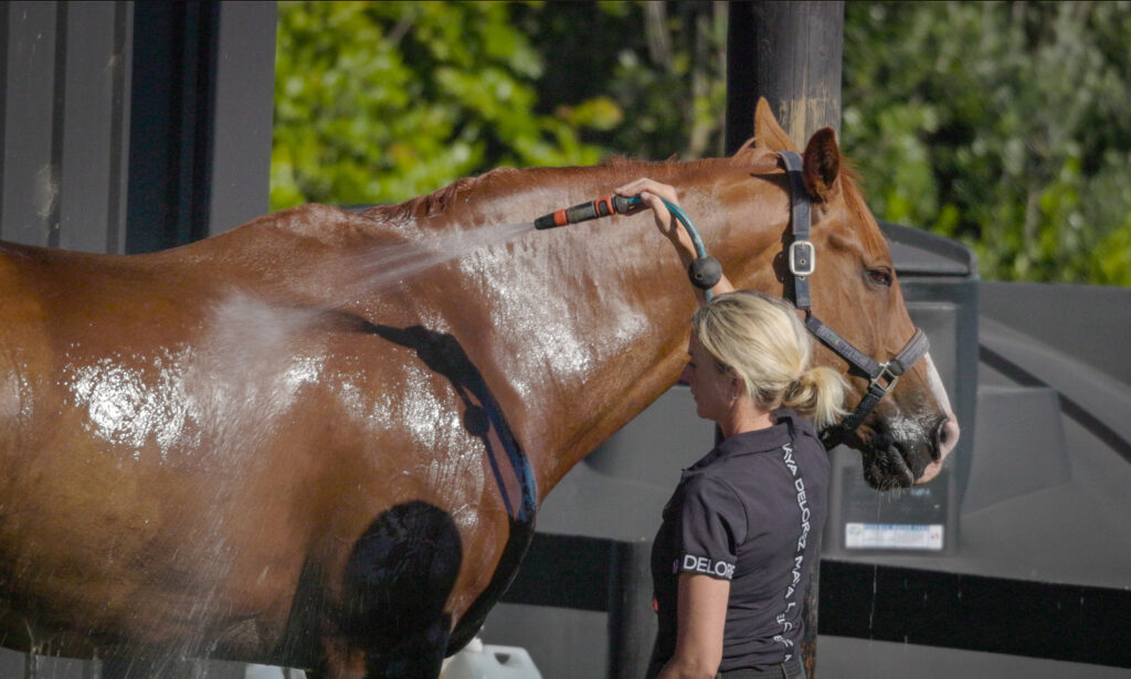 Hydration and dressage rider performance